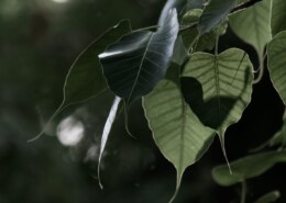 water to peepal tree